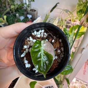 알로카시아 하트벌룬 옐로우 바리에가타