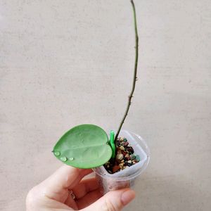 호야버티실라타실버하트