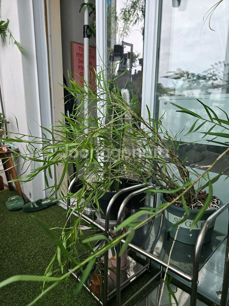 죽도석곡 중품--0