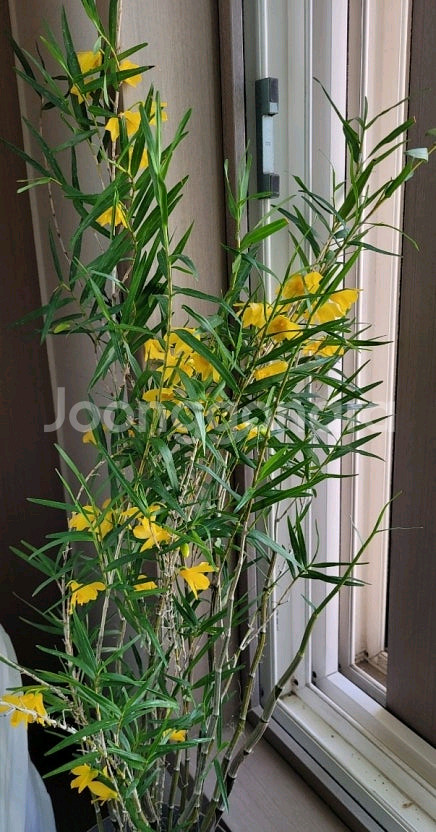 죽도석곡 중품--1