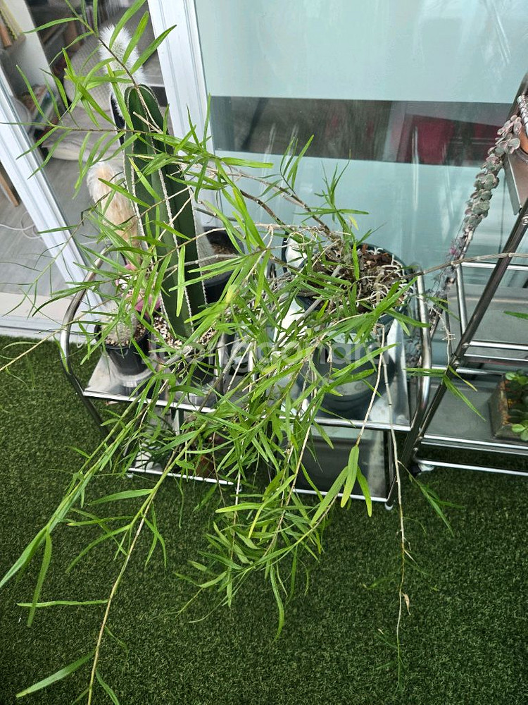 죽도석곡 중품--2