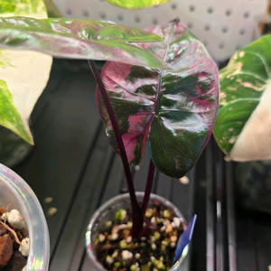 알로카시아 플럼배 바리에가타 플럼베