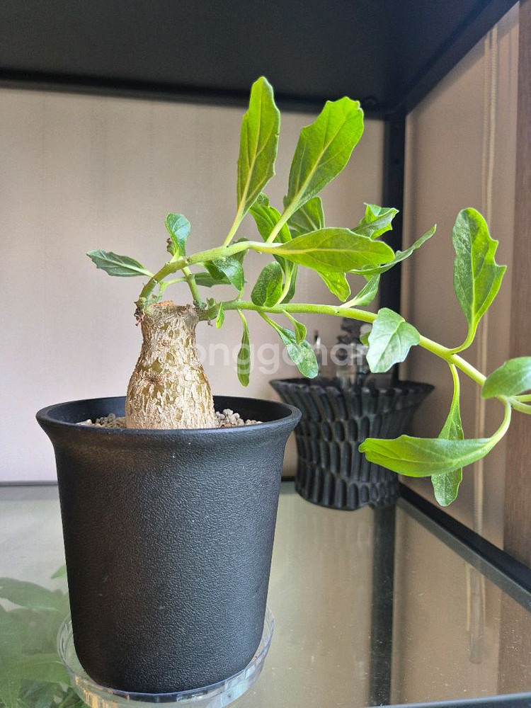 프테로디스커스. 아프리카식물--0