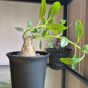 프테로디스커스. 아프리카식물