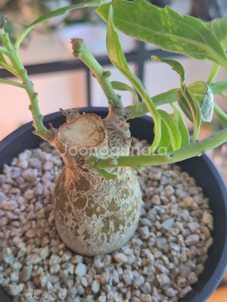 프테로디스커스. 아프리카식물--2