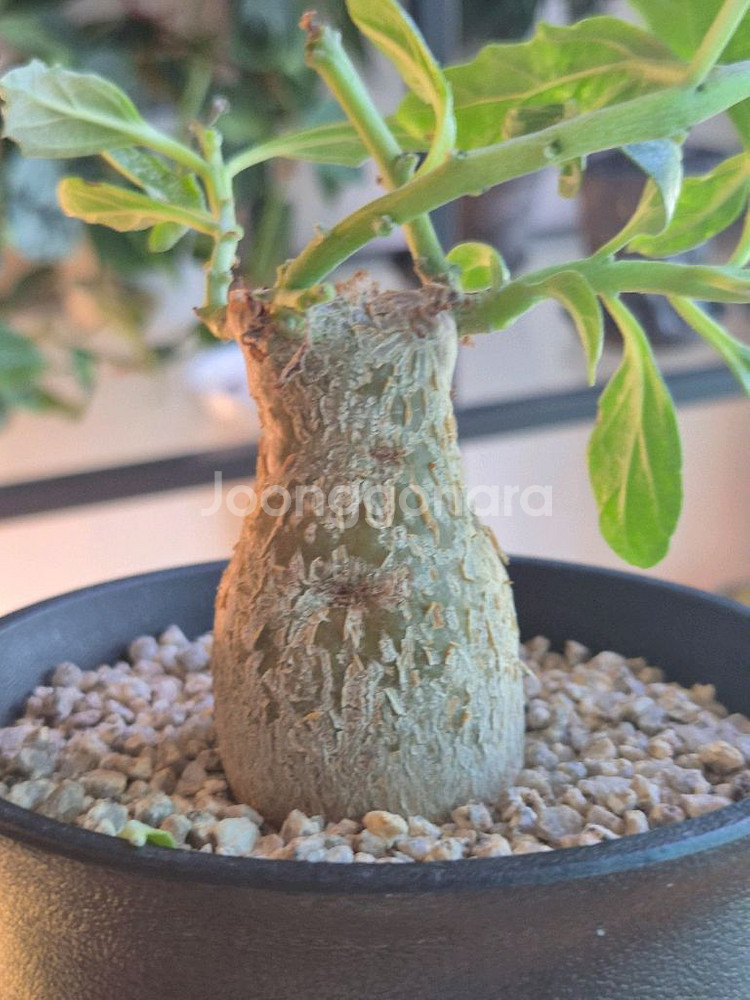 프테로디스커스. 아프리카식물--1