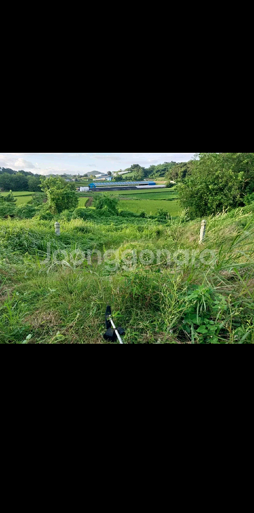 예초기 벌초대행 합니다--0