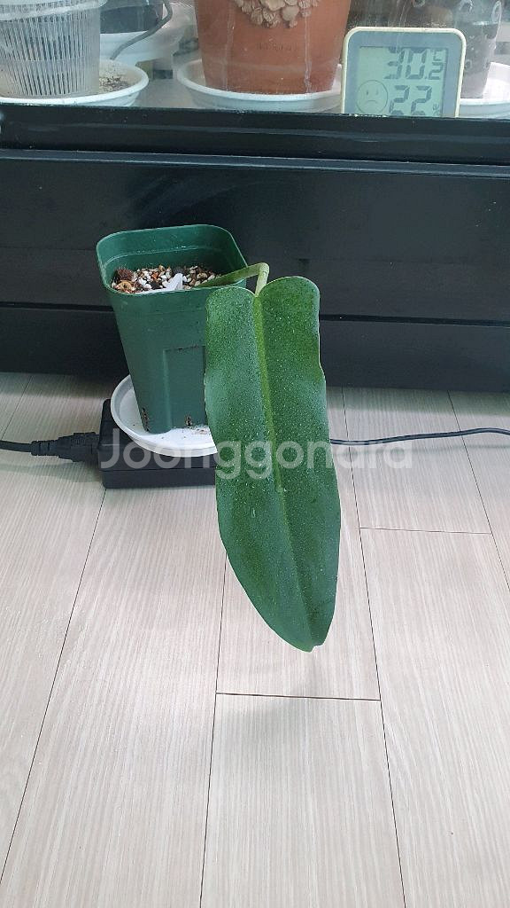 필로덴드론 에콰도리안카누 식물--0