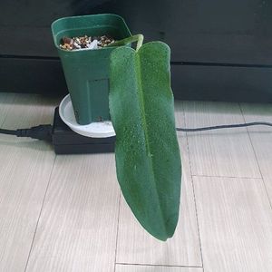 필로덴드론 에콰도리안카누 식물