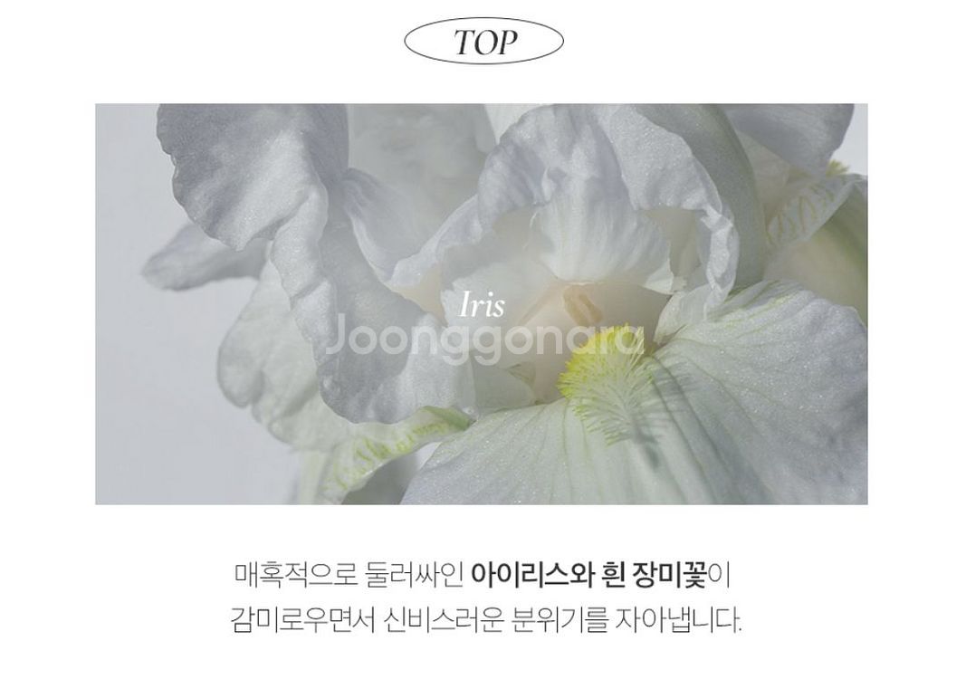 루아페 시어블루 향수+고체향수 세트--5