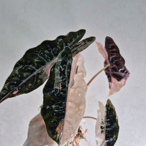 S급 알로카시아 찬트리에 핑크 바리에가타(모주 참고)