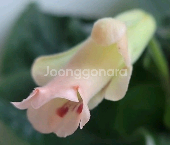 피치프로펠러 초대품.신닌기아--3