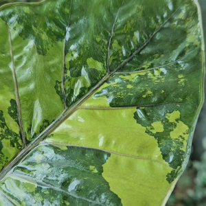 알로카시아 유카탄프린세스 바리에가타 (자구달린)