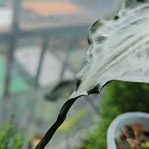 알로카시아 베놈 (자구달린)