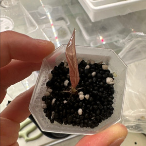 알로카시아 푸세이도 핑크