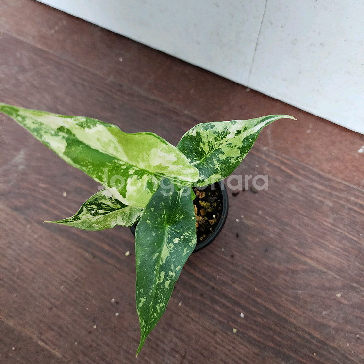 (S급 무천 자구묘) 알로카시아 심포 화이트 바리에가타--0