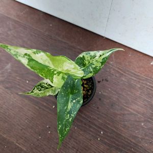 (S급 무천 자구묘) 알로카시아 심포 화이트 바리에가타