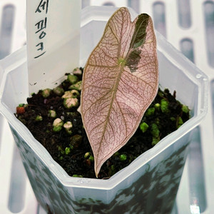 알로카시아 산대리아나 푸세이도 핑크바리에가타( 안스x)