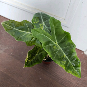 (자구 중묘) 알로카시아 푸세이도 옐로우 바리에가타