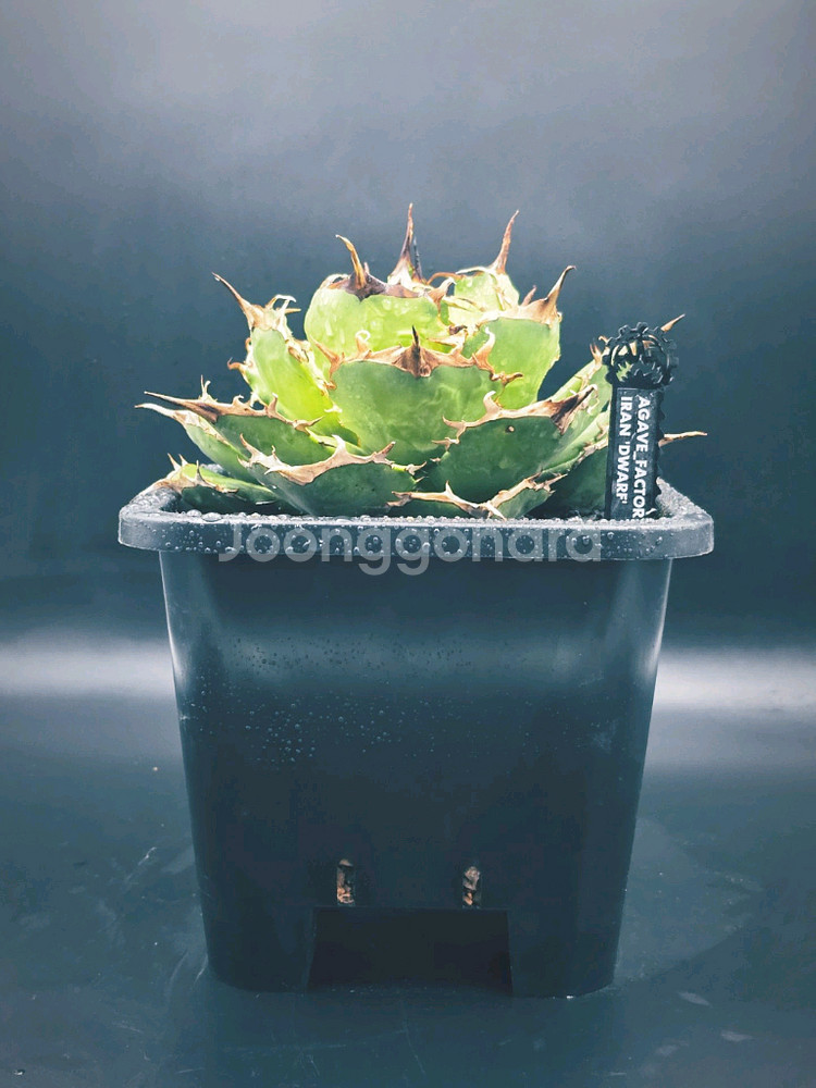 더워프 이란 아가베 자구 분양합니다^^*--1