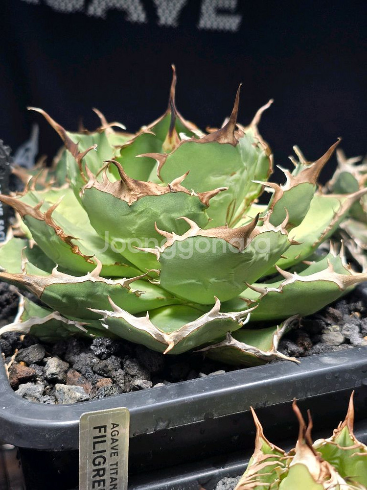더워프 이란 아가베 자구 분양합니다^^*--3