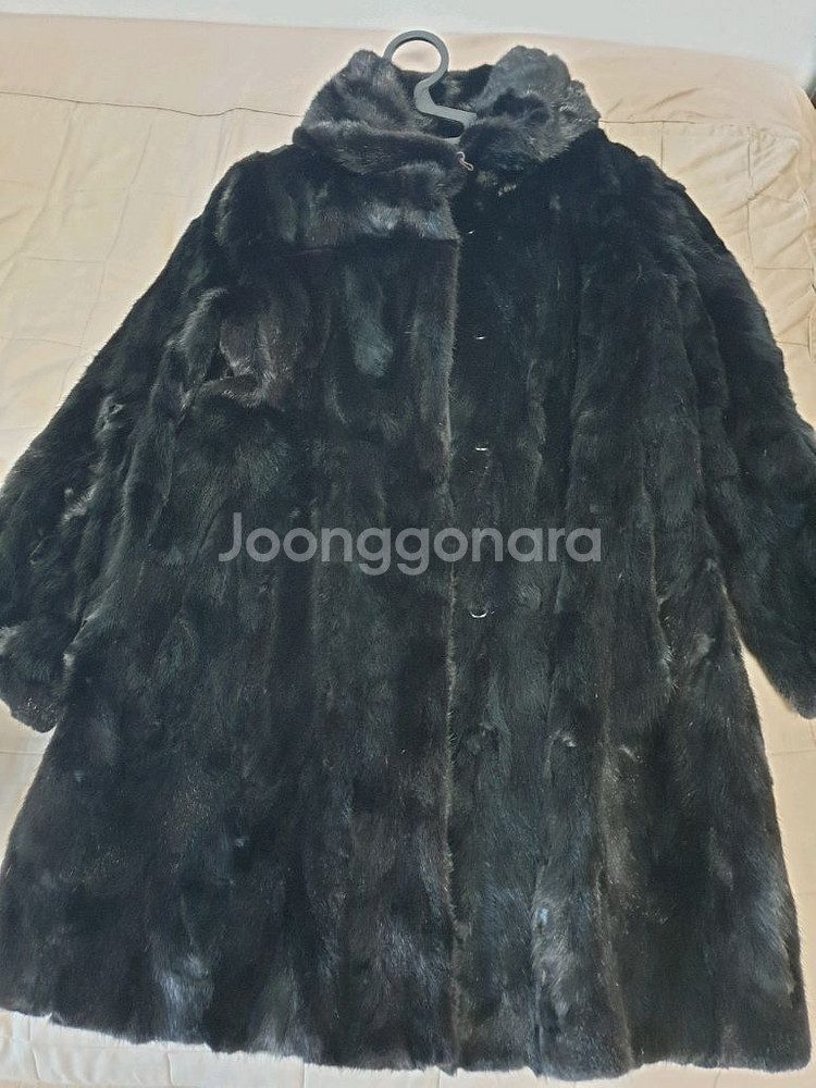 진도모피--0