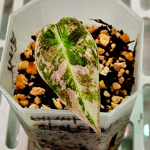 알로카시아 블랙벨벳핑크 화이트 바리에가타