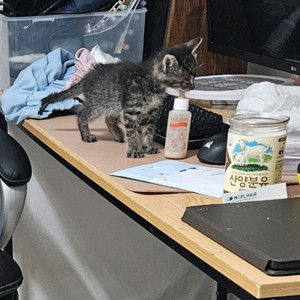고양이무료나눔
