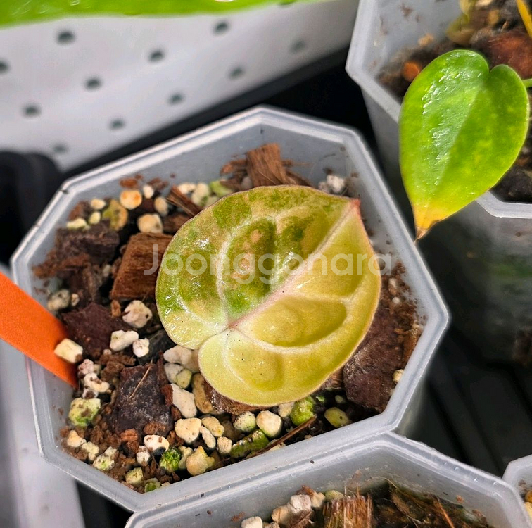 안스바리 안스리움 하이브리드--0