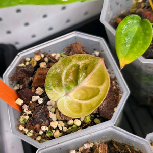 안스바리 안스리움 하이브리드