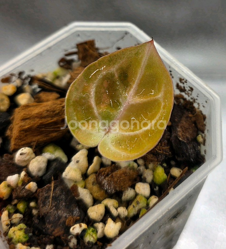 안스바리 안스리움 하이브리드--2