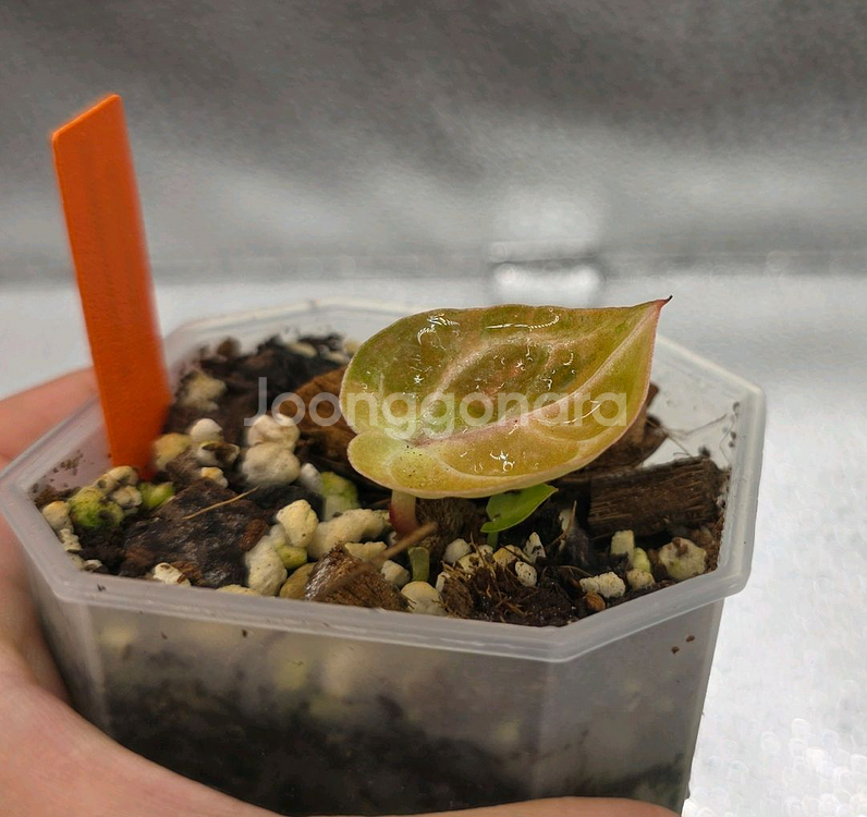 안스바리 안스리움 하이브리드--1