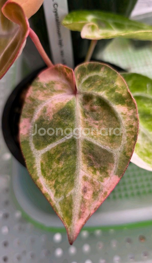 안스바리 안스리움 하이브리드--3