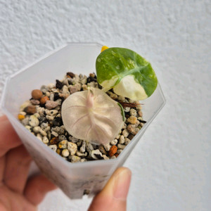 알로카시아 하트벌룬 화이트핑크 바리에가타