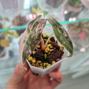 알로카시아 아마조니카 화이트핑크 바리에가타