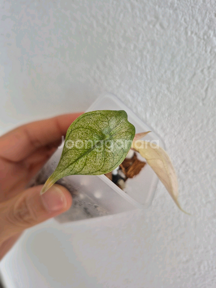 알로카시아 핑크드래곤 실버 바리에가타--0