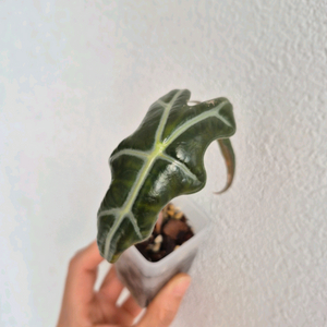 알로카시아 노빌리스 핑크 바리에가타/모험가