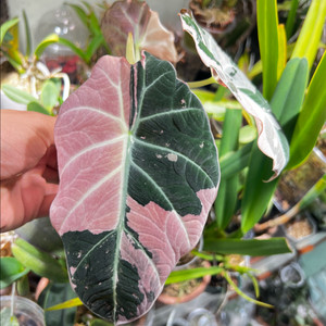 알로카시아 블랙벨벳 핑크 바리에가타