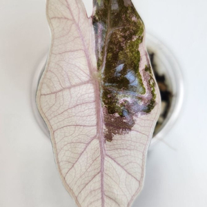 알로카시아 푸세이도 산데리아나 핑크 바리에가타