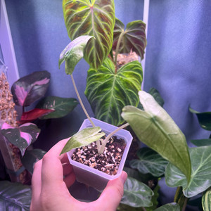 알로카시아 사리안 바리에가타