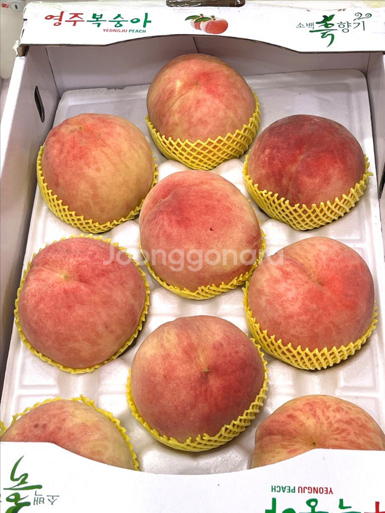 영주 복숭아 판매(백도,황도)--0