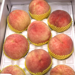 영주 복숭아 판매(백도,황도)