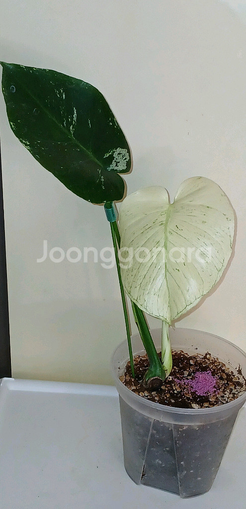 화이트 몬스터 몬스테라--0