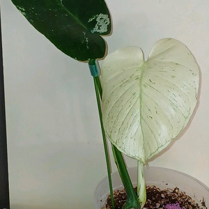 화이트 몬스터 몬스테라