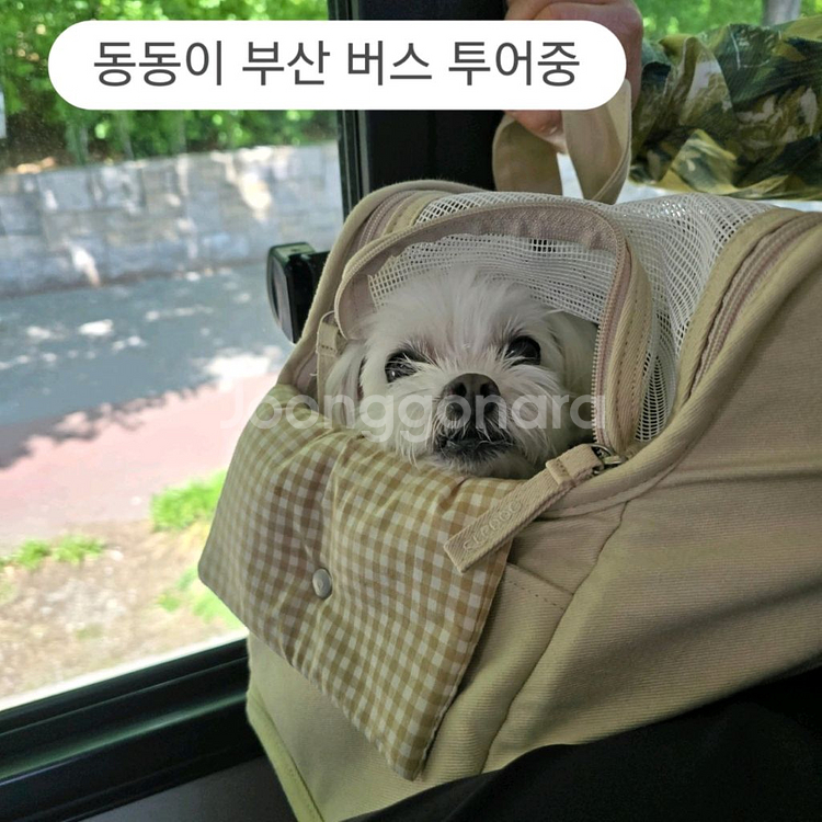 엘르독 이동가방 라지--7