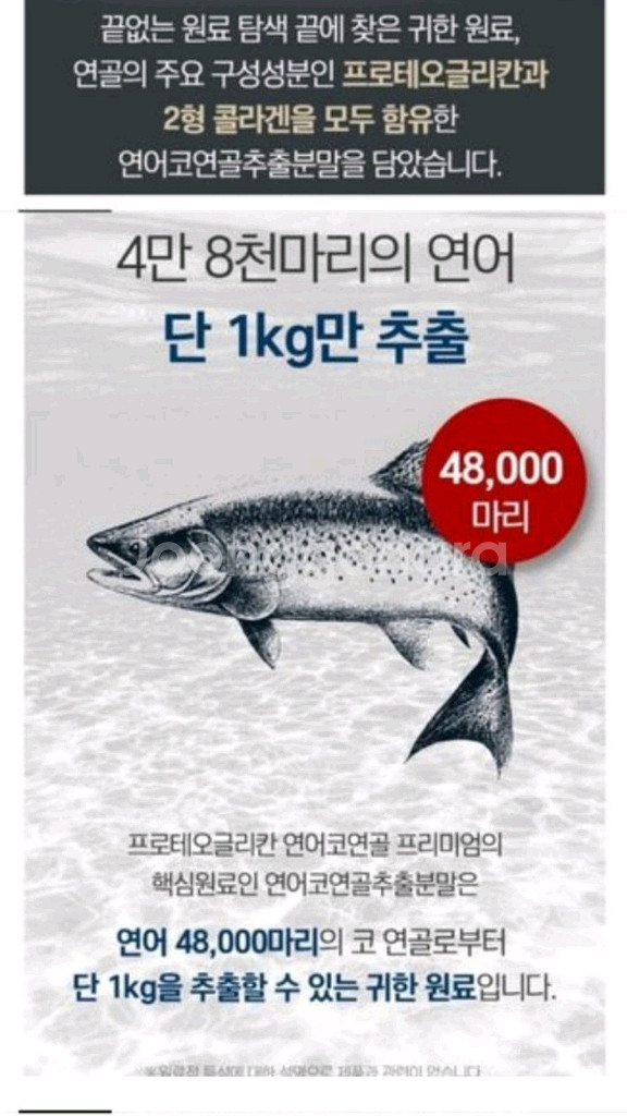 프로테오글리칸--6