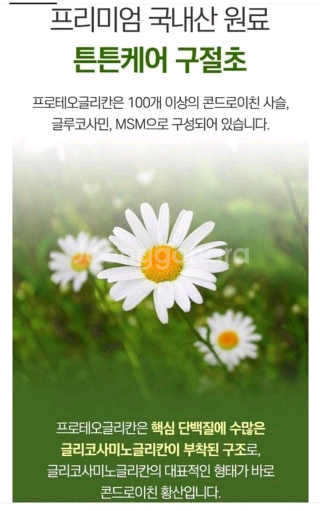 프로테오글리칸--7