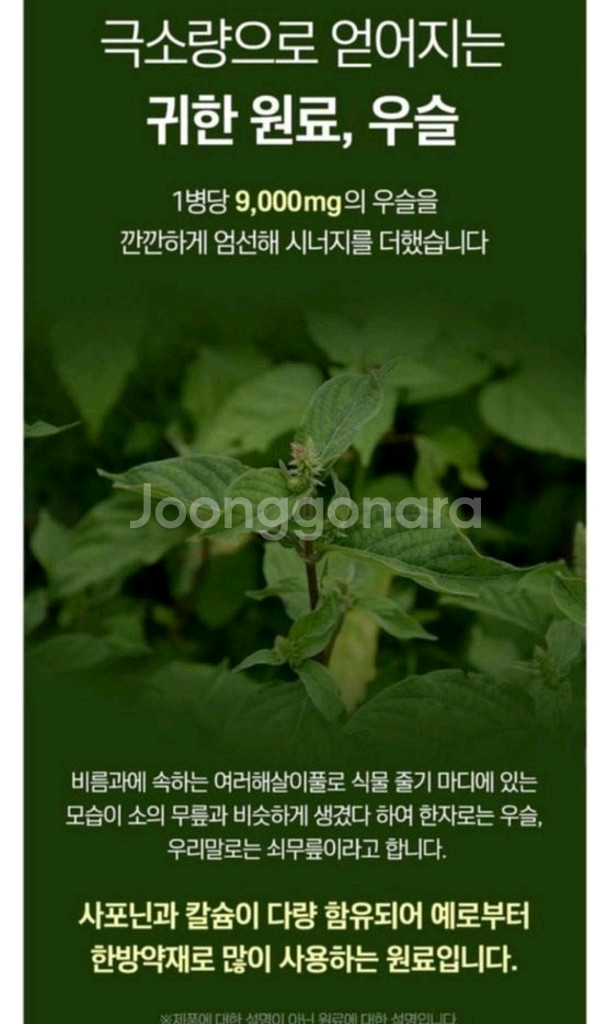 프로테오글리칸--8