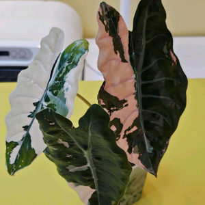 알로카시아 찬트리에 바리에가타 (안스 호야x)