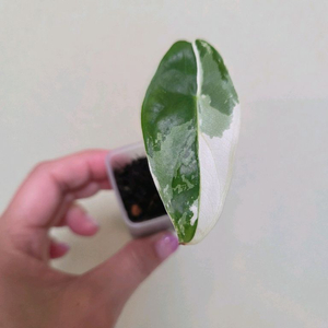 알로카시아 롱기로바 화이트 핑크백